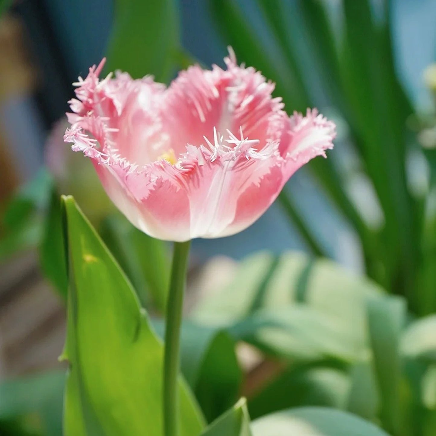 Frill Tulip seeds