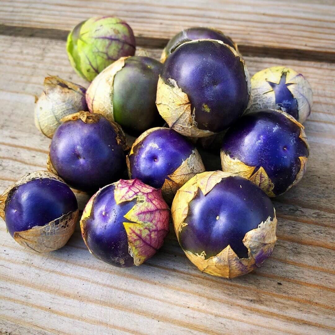 Purple Tomatillo Seeds - Non GMO