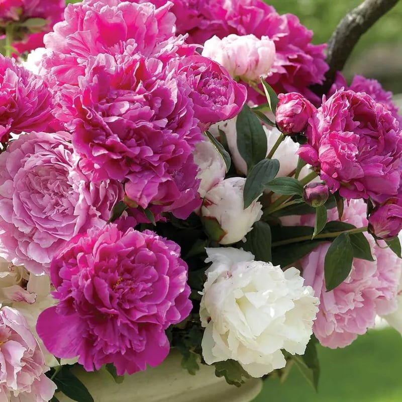 🔥LAST DAY 45% OFF🌺THE QUEEN OF FLOWERS—DOUBLE PETALED PIANI