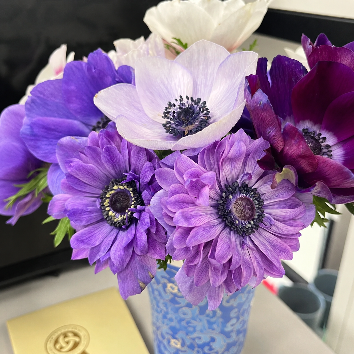 🌸 Double Anemone Bulbs-Large Layered Flowers • Vibrant Colors