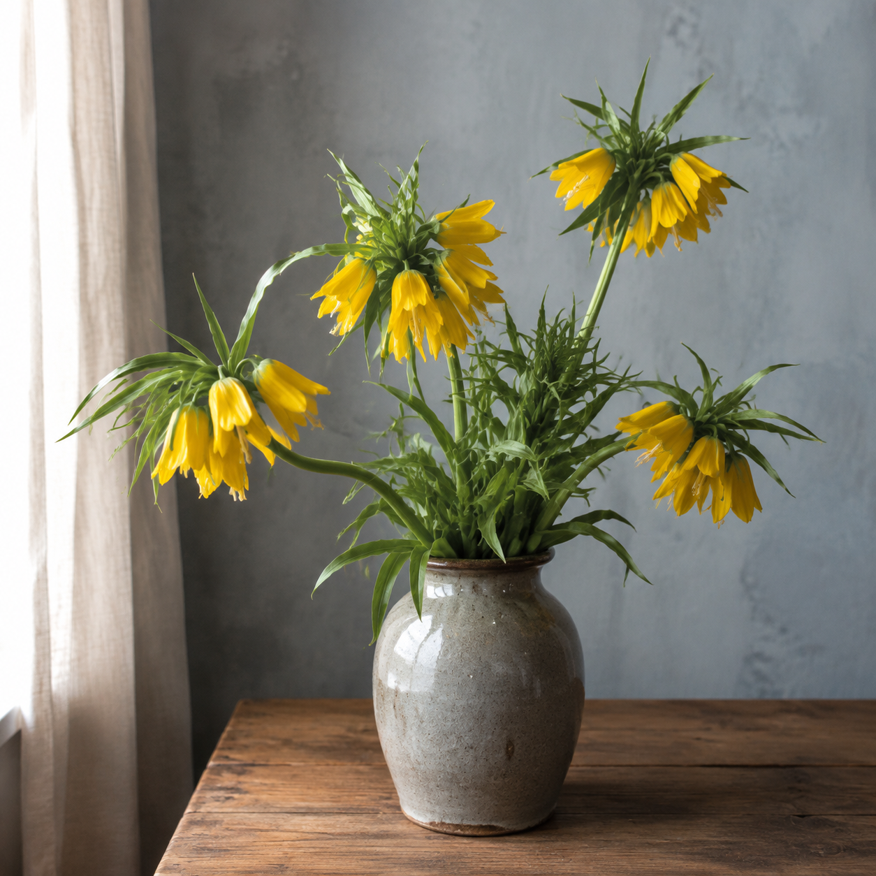 Fritillaria Bulbs – Rare Crown Imperial Flowers