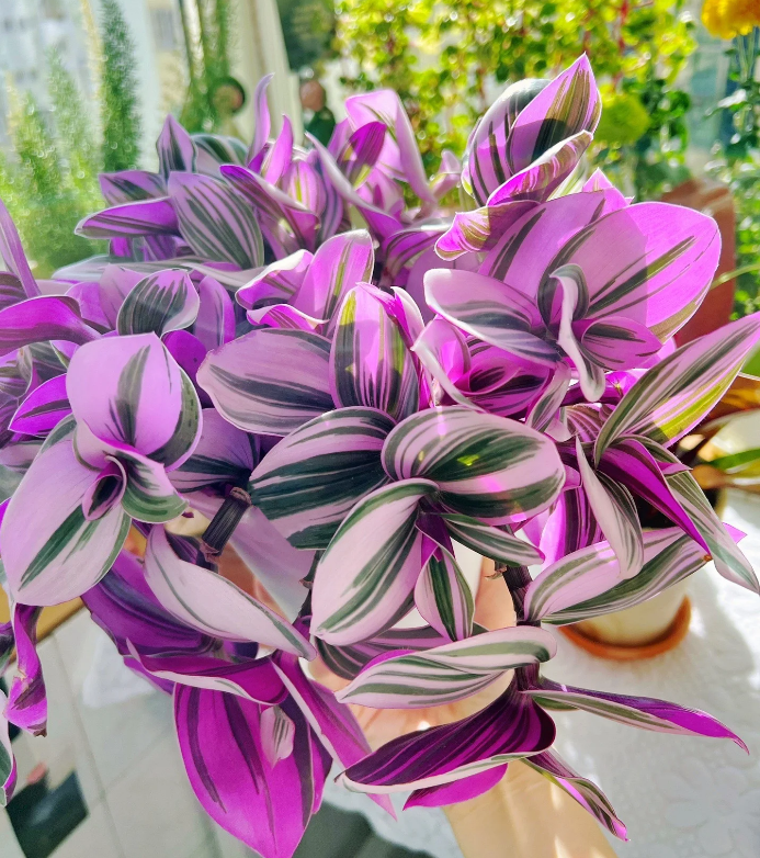 Oil Painting Spider Plant Seeds