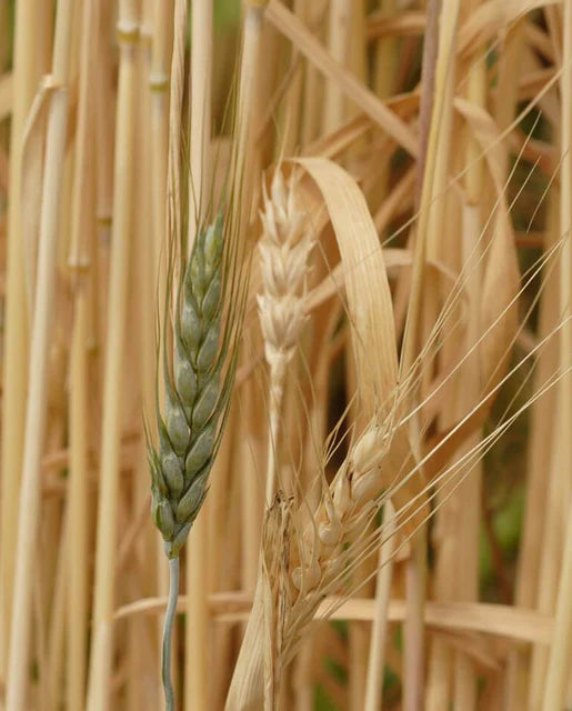 Winter Wheat