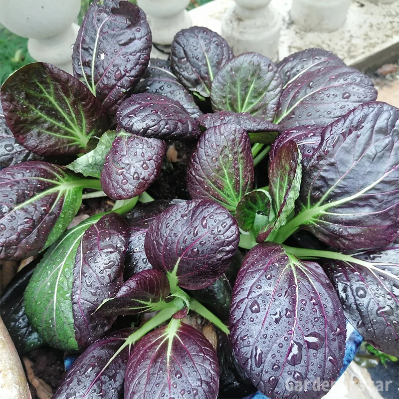 Purple Rapeseed Vegetable Seeds-Winter Marvel Bug Repellent