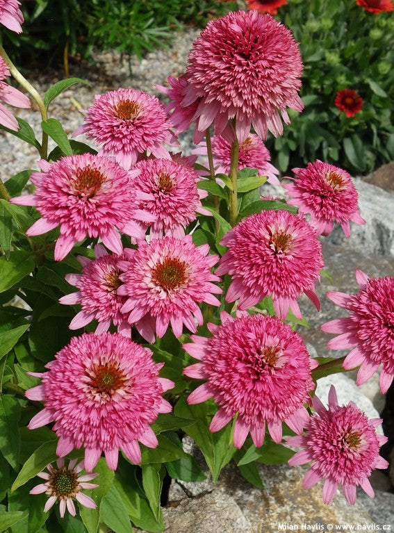 Echinacea Butterfly Kisses (Coneflower)