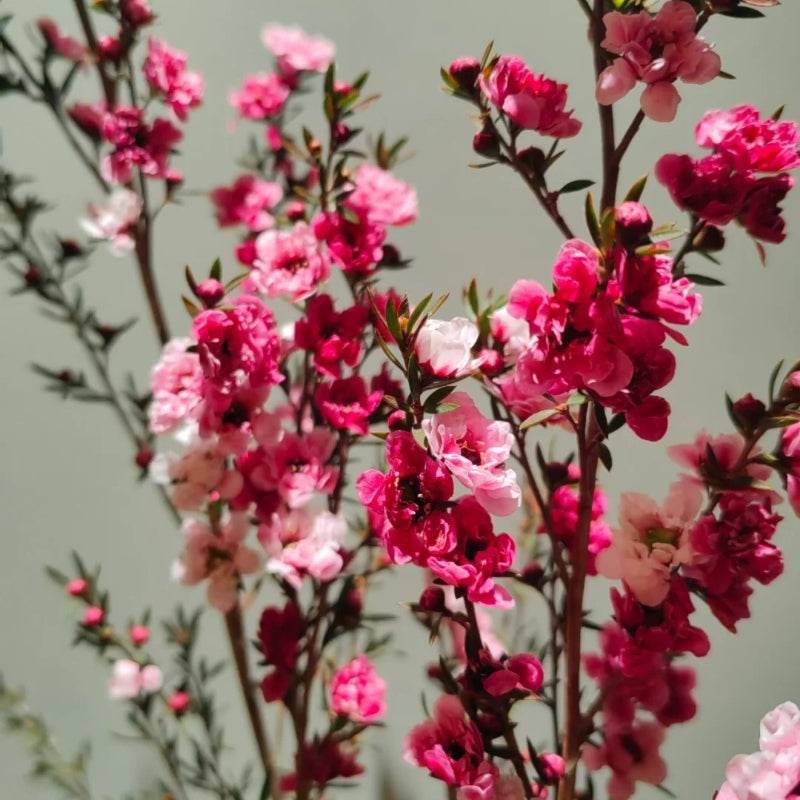 Leptospermum Scoparium Red Damask Seeds