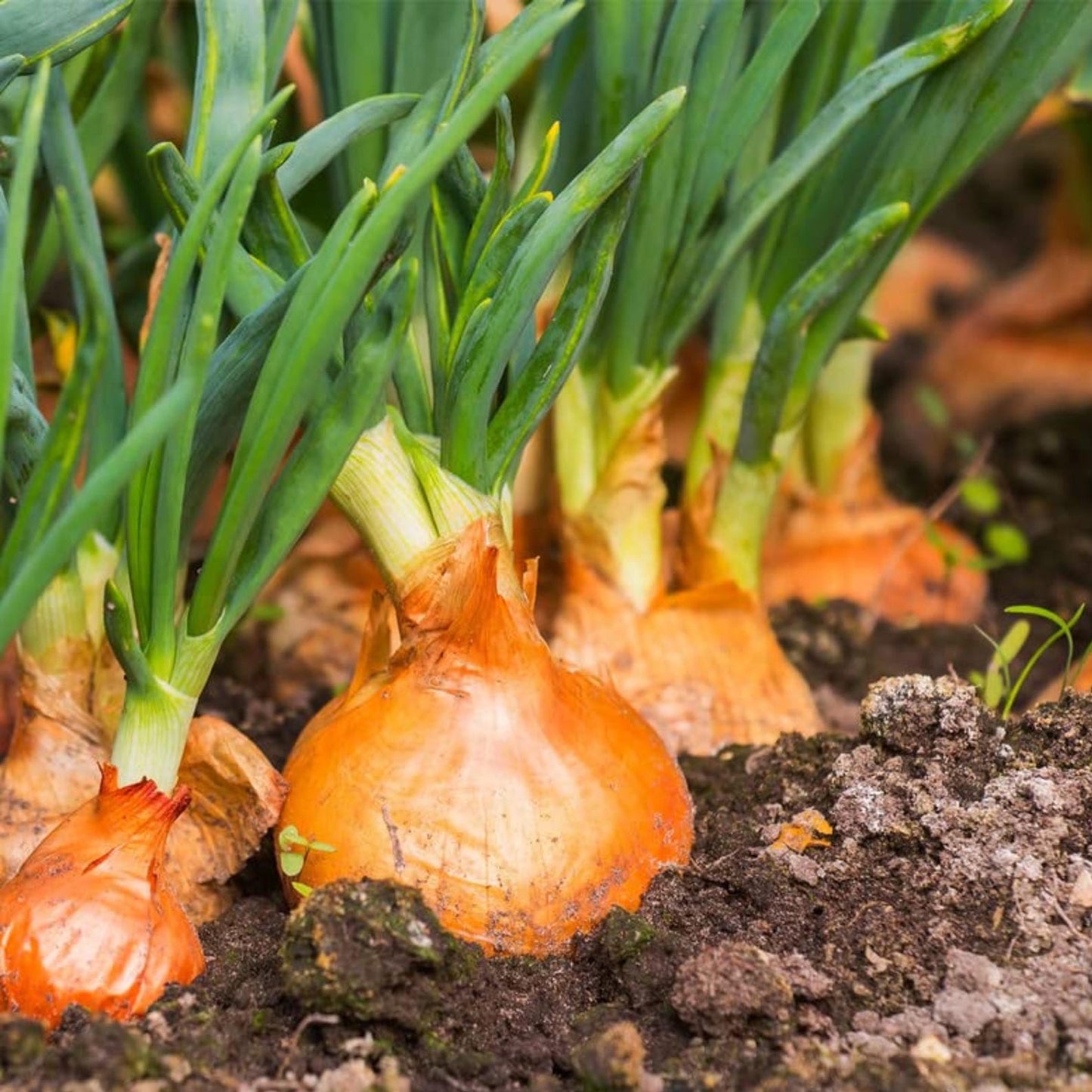 Yellow Sweet Spanish Utah Onion