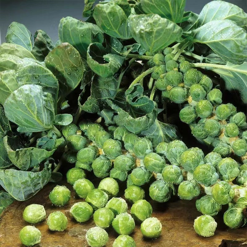 Brussels Sprouts Seeds