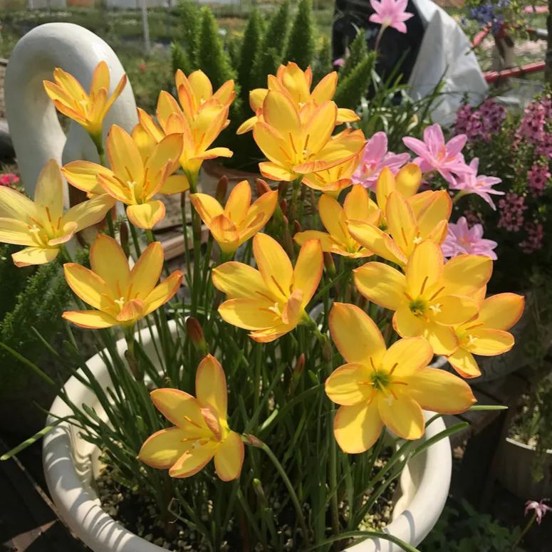 Rain Orchid Bulbs-Blooms once the next rain falls