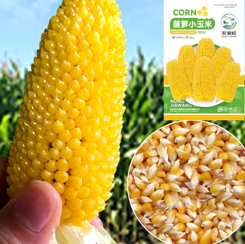 Pineapple Corn Seeds