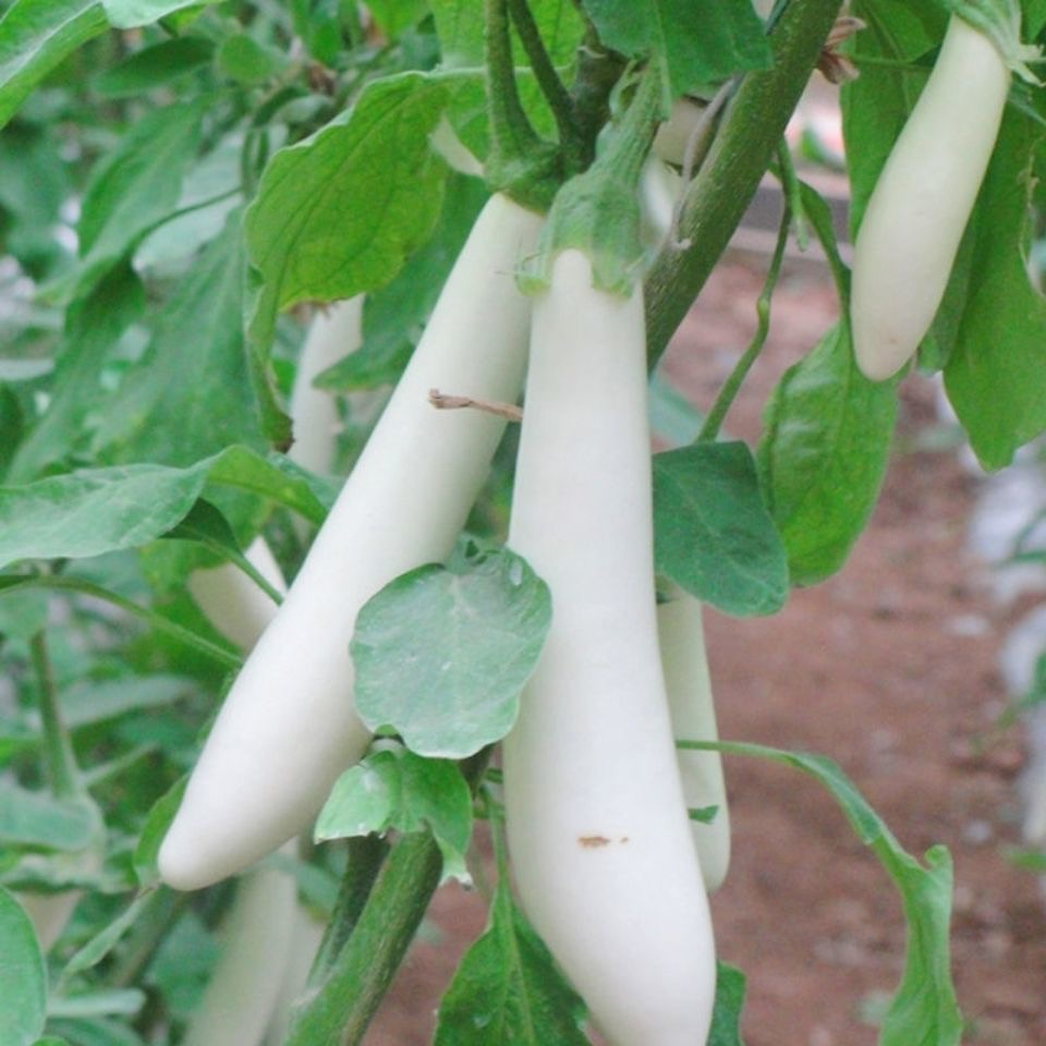 Creamy White Eggplant Seeds
