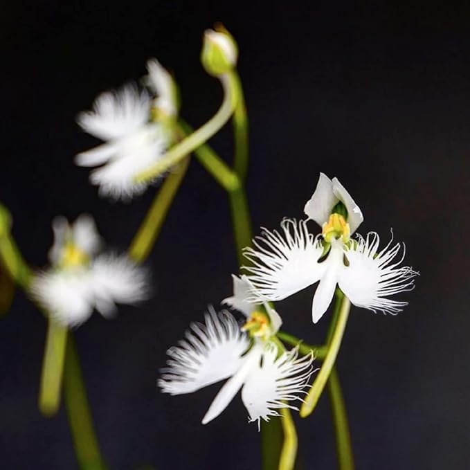 📧 Egret Orchid Seeds-Rarity / Elegance / Good Luck