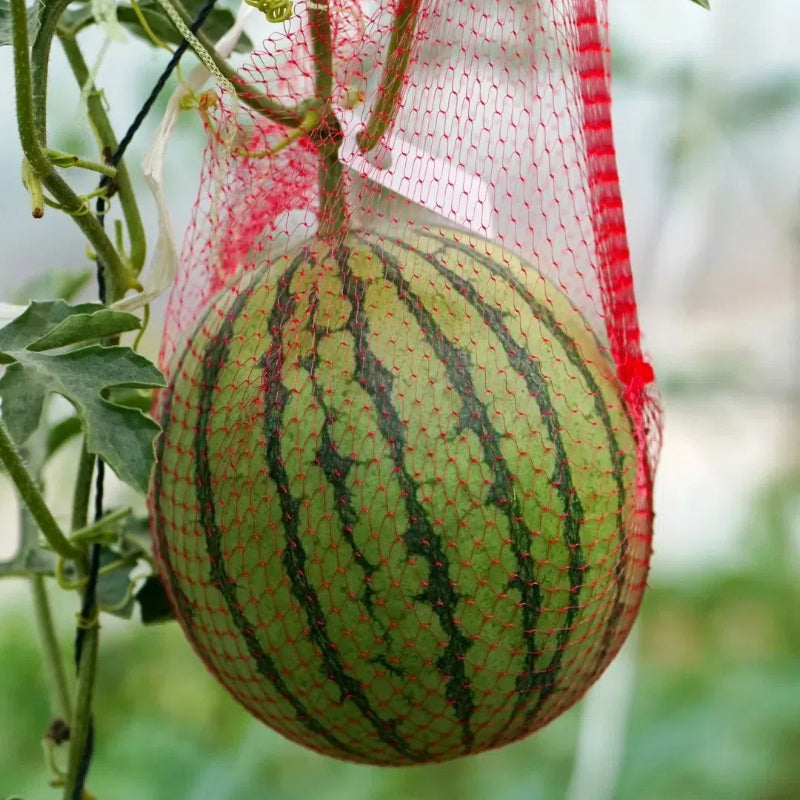 Potted Watermelon Seeds
