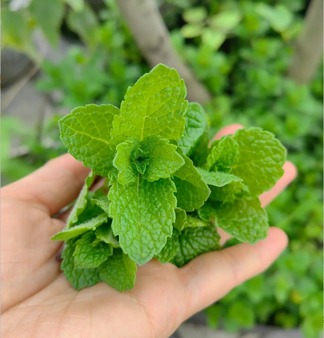 Potted Mint Seeds