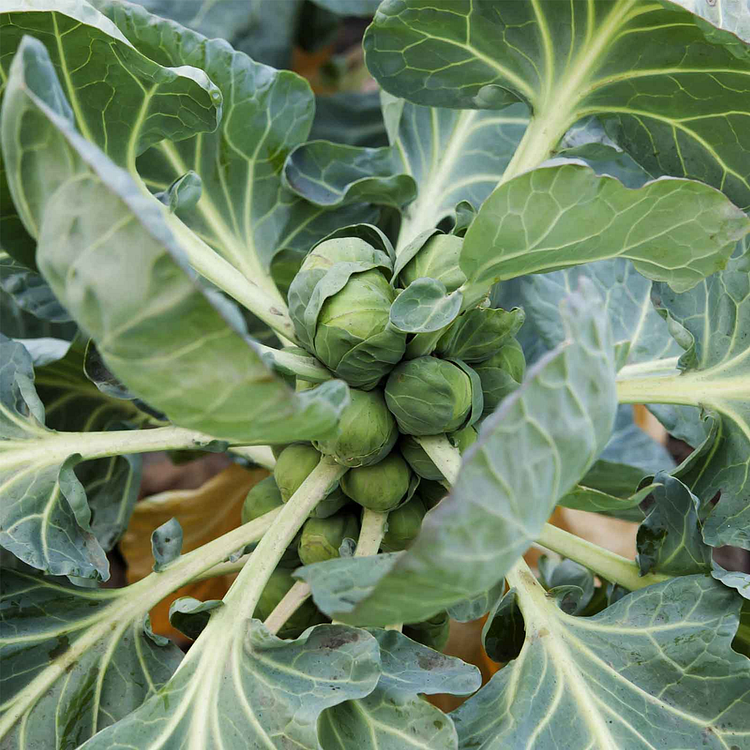 Brussels Sprouts Seeds