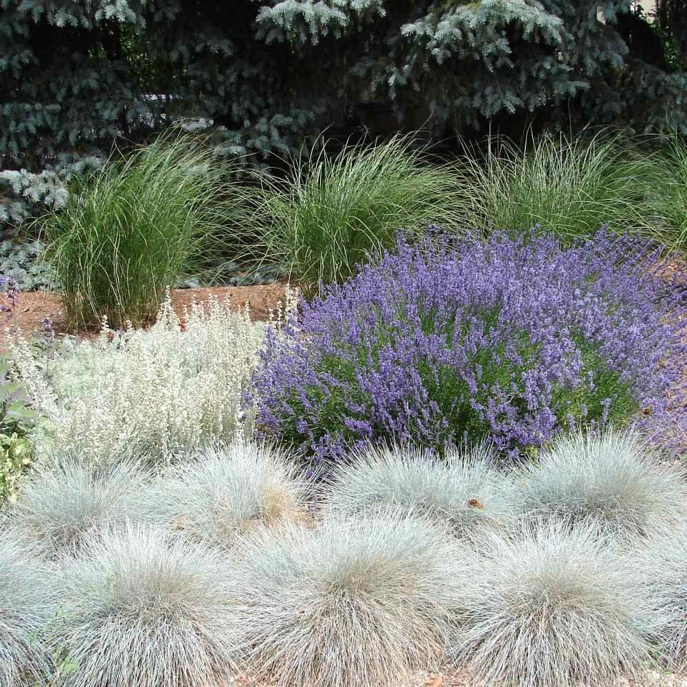 Blue Fescue Seeds