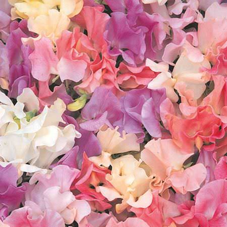 Heirloom Pastel Mix Sweet Pea Seeds