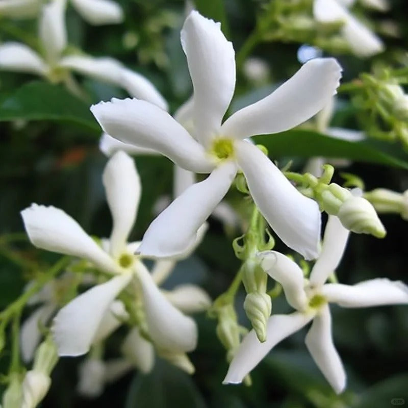Climbing Plants Mix Seeds