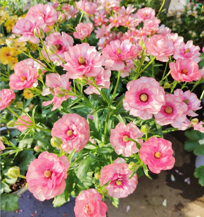 Multicolor Butterfly Ranunculus Seeds