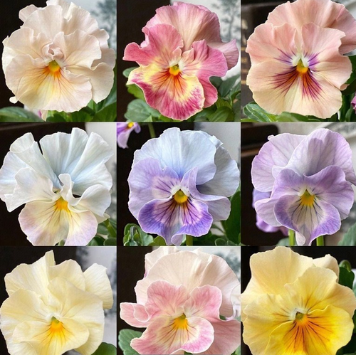 ๐ Pansy Winter Elf Series - I Miss You Endlessly