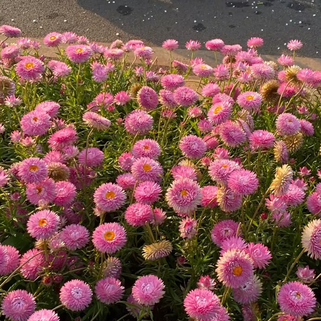 Strawflower Seeds Xerochrysum Bracteatum