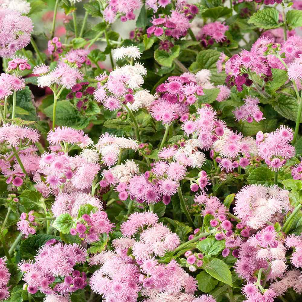 Ageratum Seeds—Heirloom Seed