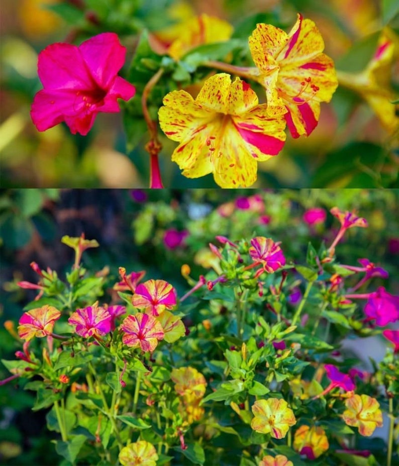 Marvel of Peru Four O' Clock Seeds | Garden Flower Broken Color Changing Transform Pink Rainbow Plant Leaf Seed 2022 Season Fast Shipping