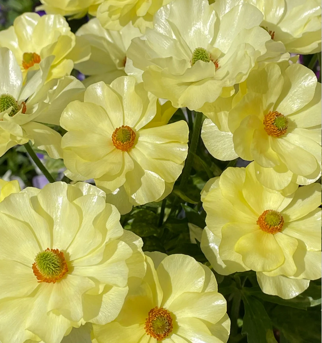 Multicolor Butterfly Ranunculus Seeds