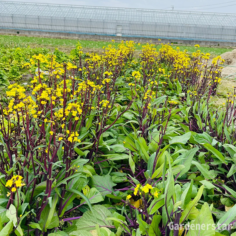 Purple Rapeseed Vegetable Seeds-Winter Marvel Bug Repellent
