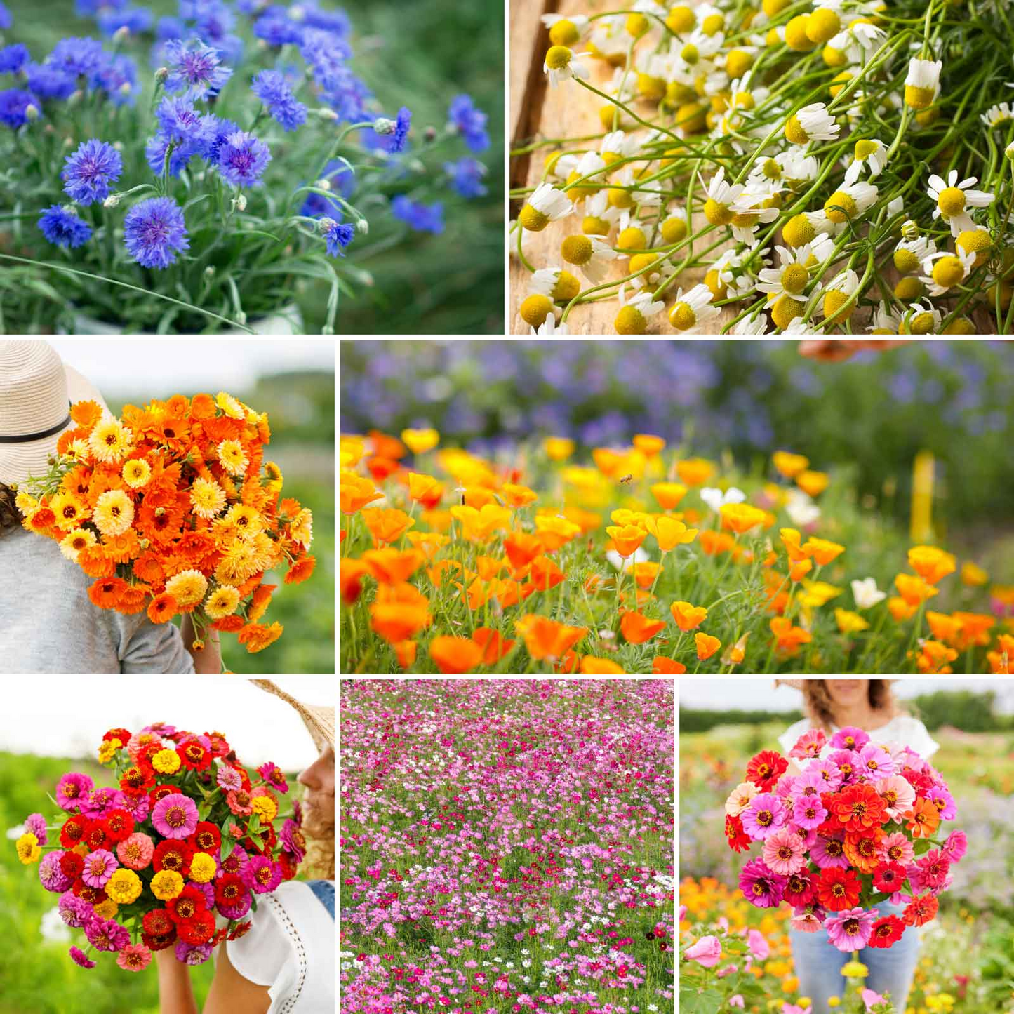 π± Monthly surprise planting box, start your green life! πΏ