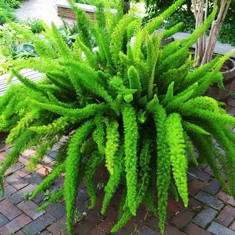 Asparagus Meyeri 'Foxtail Fern' Seeds