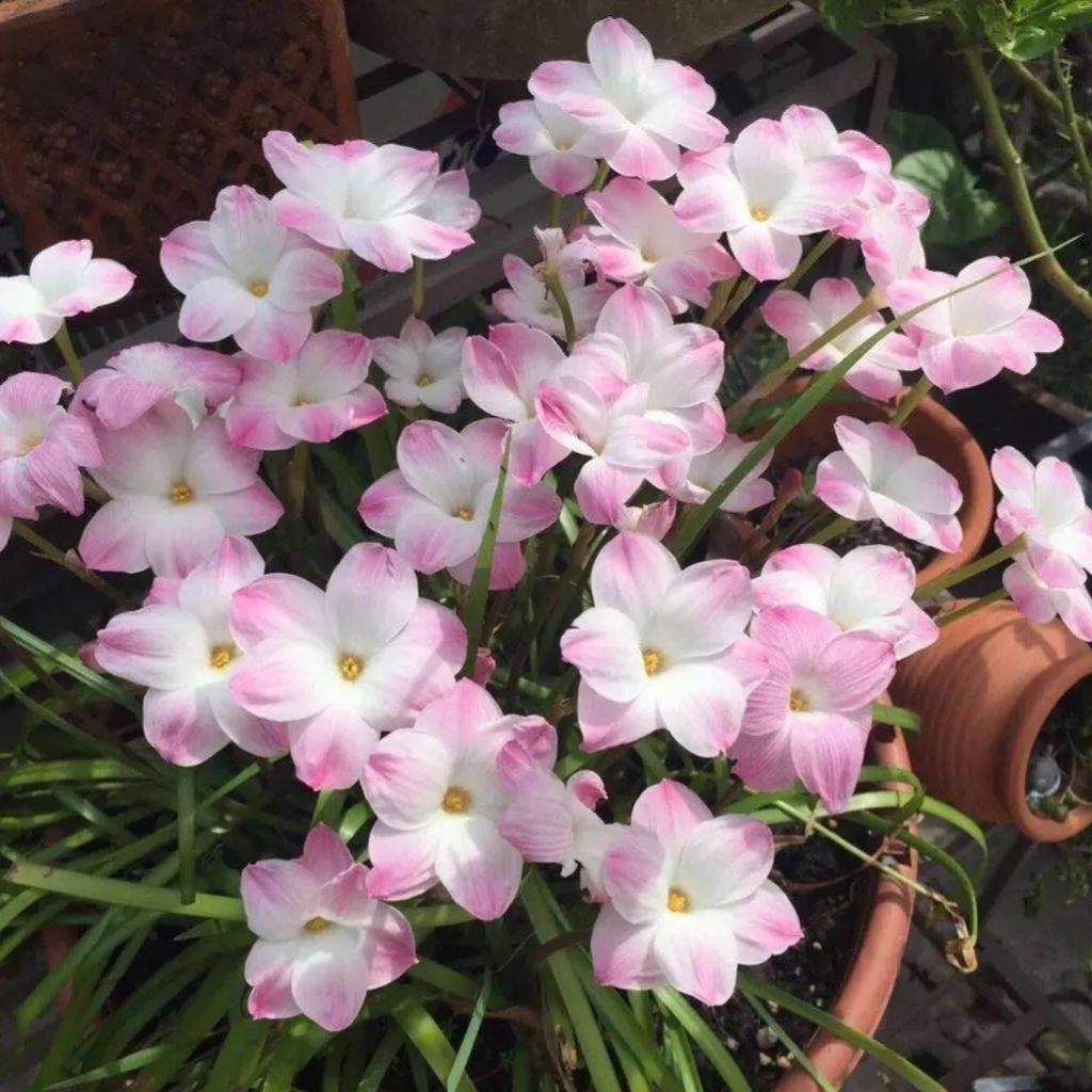Rain Orchid Bulbs-Blooms once the next rain falls
