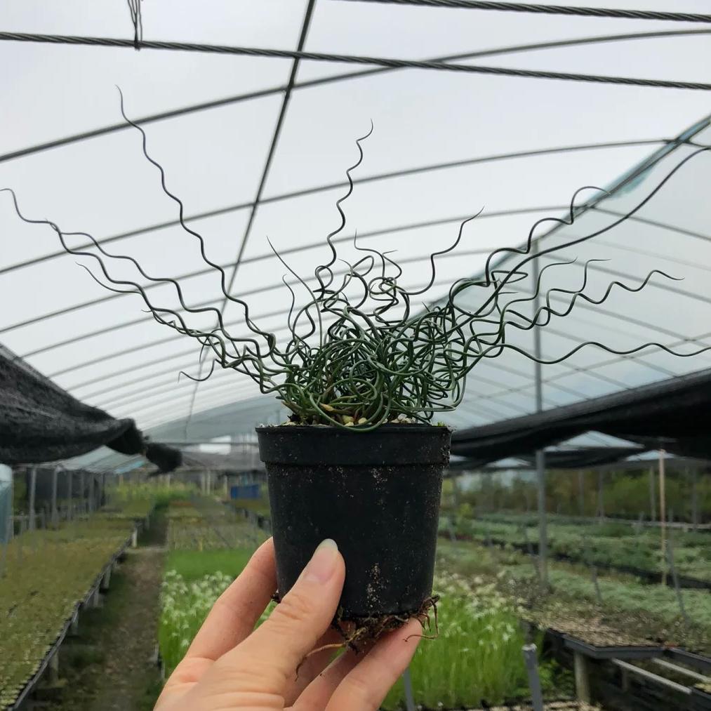 🌿Spiral Grass - Curved and Cute