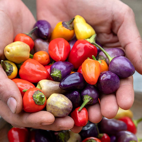 Chinese Five-Color Pepper Ornamental Pepper