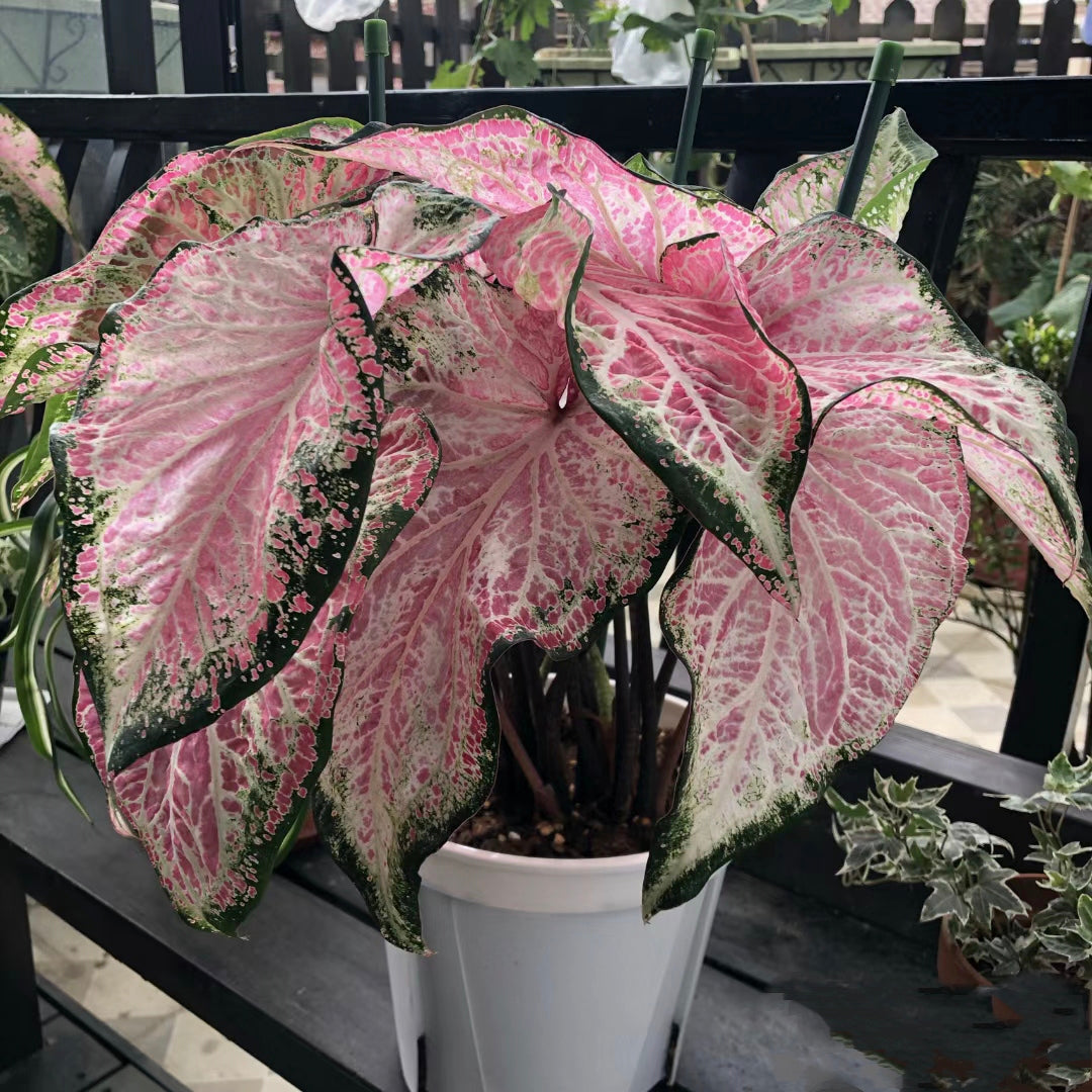 Caladium Peppermint