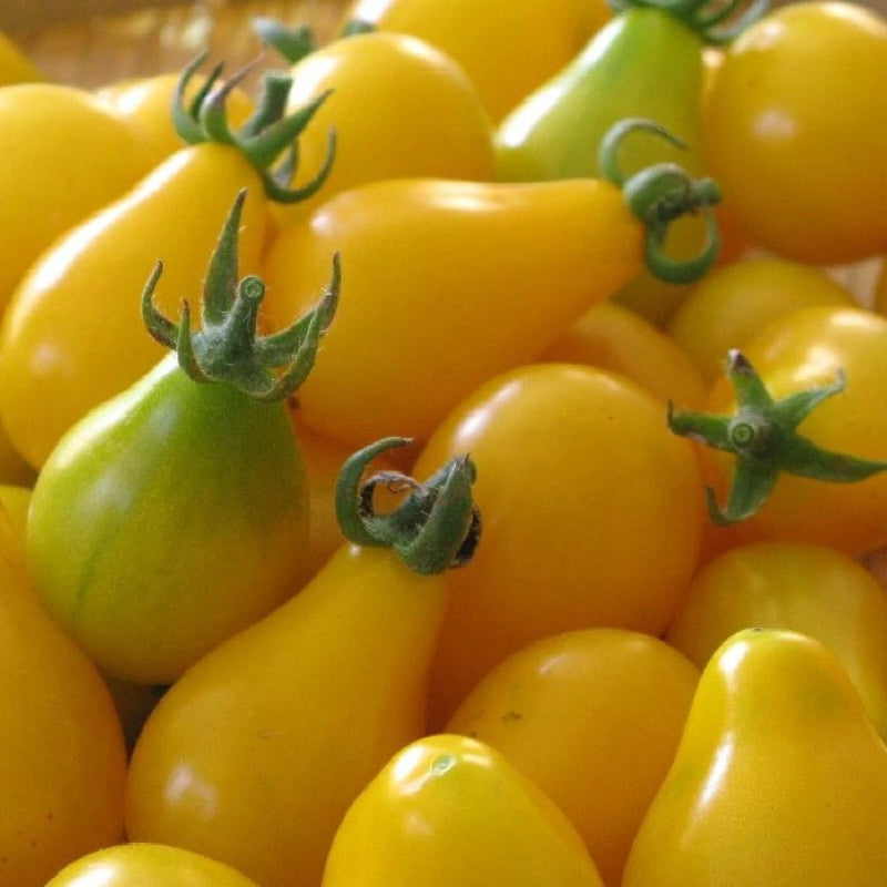 🔥50% off🔥-Yellow Pear Tomato Seeds