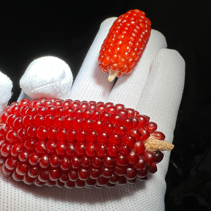 Decorative Corn Gem corn Seeds