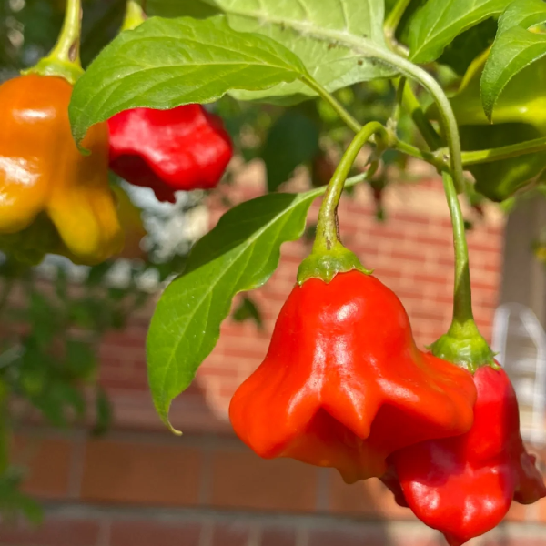 Chilli Pepper Bishops Crown Seeds (Capsicum baccatum)