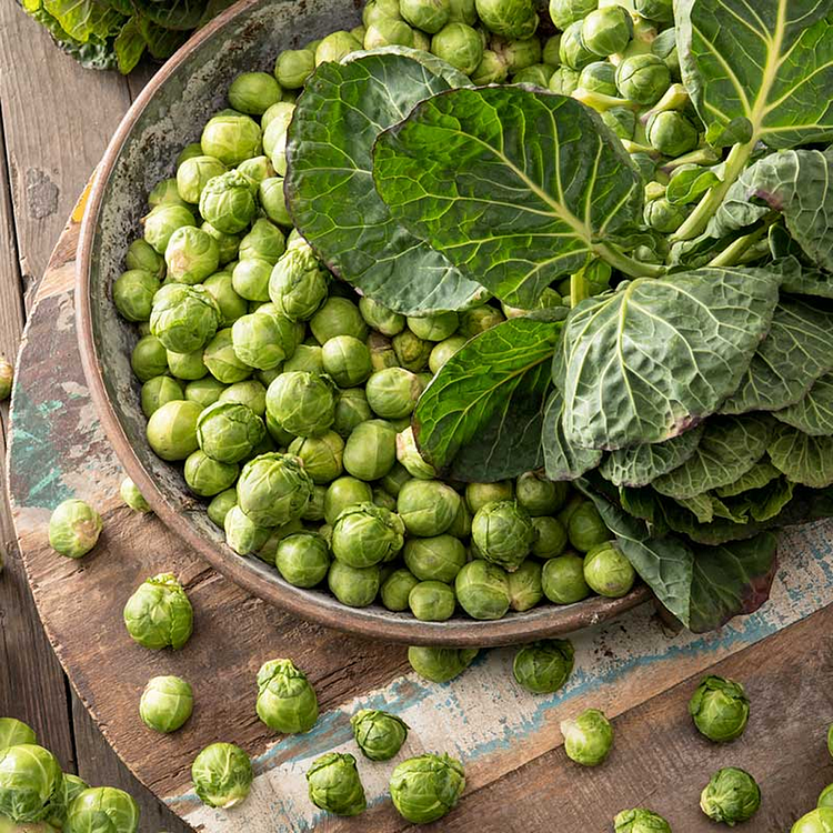 Brussels Sprouts Seeds