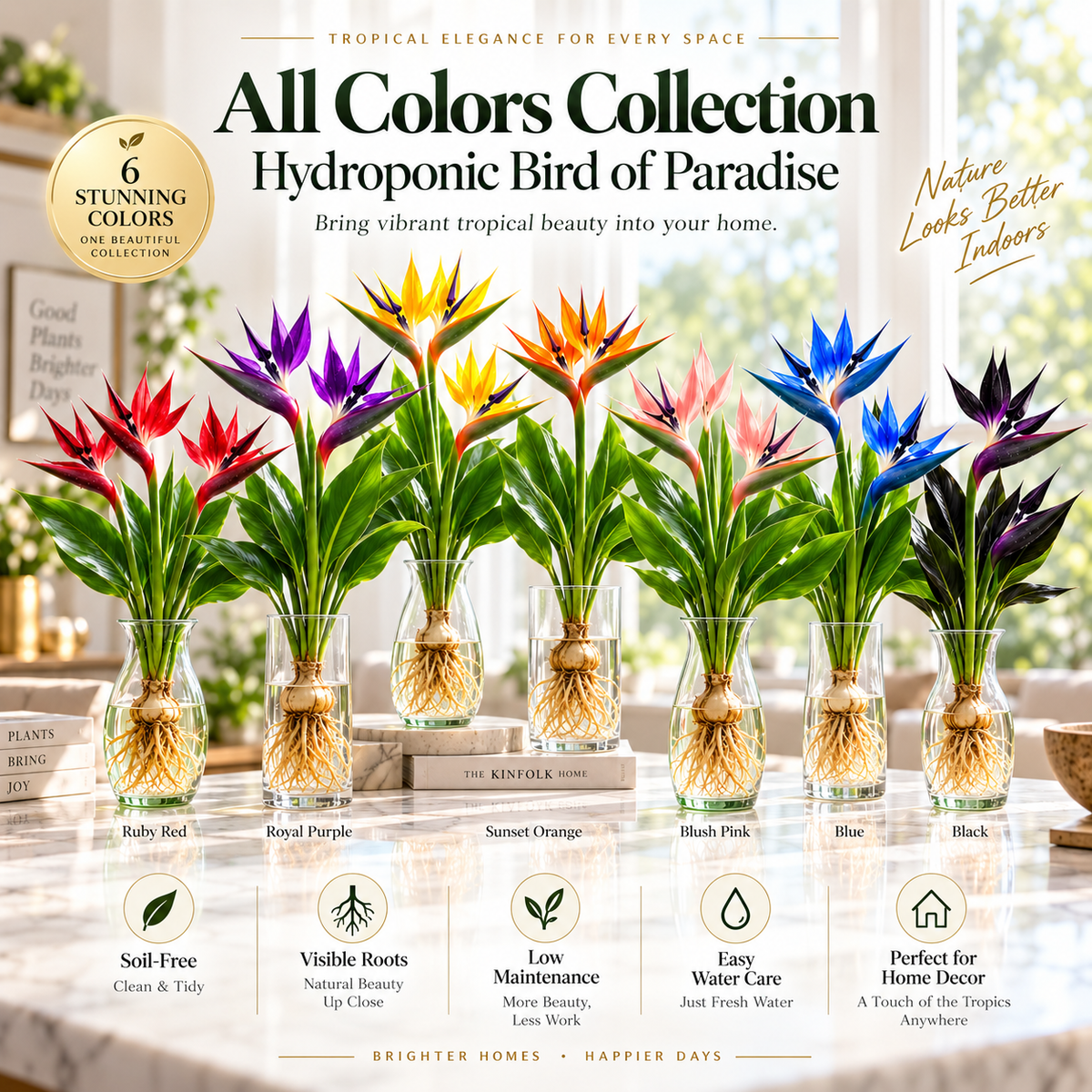 🕊️Hydroponic bird of paradise, from bulb to flowering, is incredibly therapeutic.