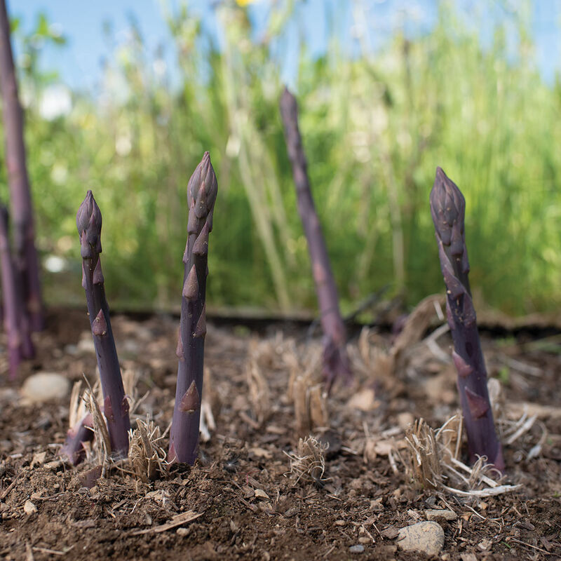 Planting Asparagus Seeds All Seasons