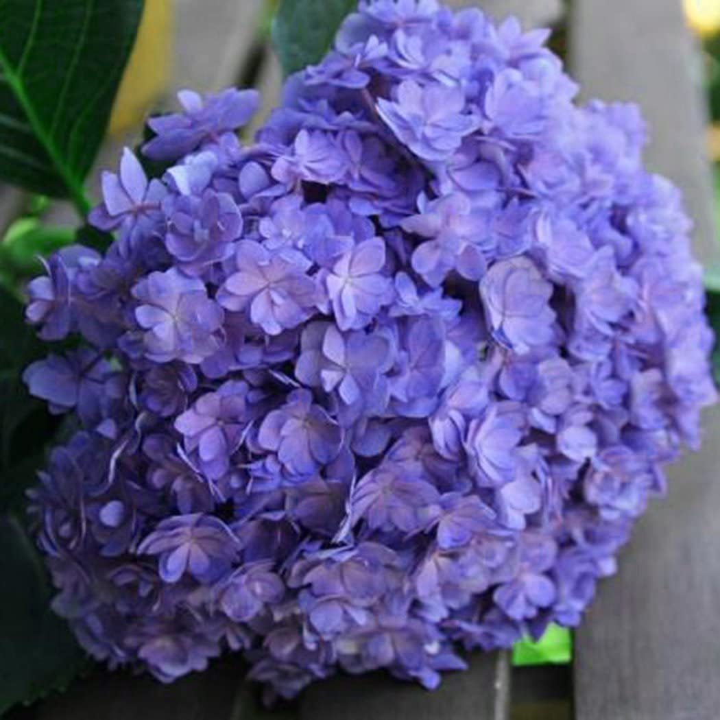 Hydrangea Seed: Unlock Nature's Beauty
