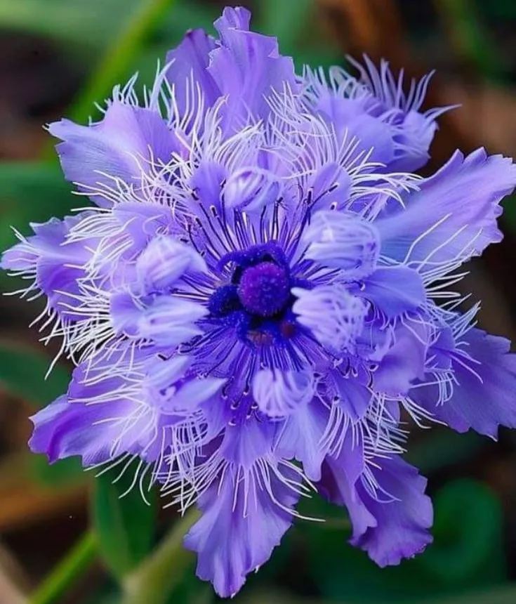 🌸 Purple Passionflower Seeds – Grow Your Own Exotic Paradise!