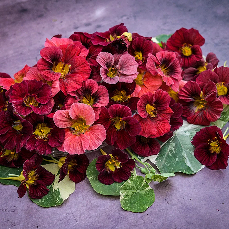 Nasturtium Seeds