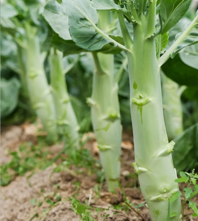 Chicken Leg Kale Seeds