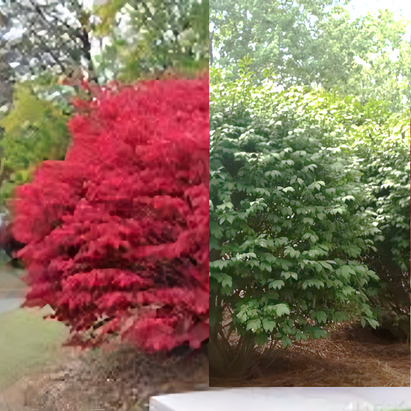 🔥Burning Bush
