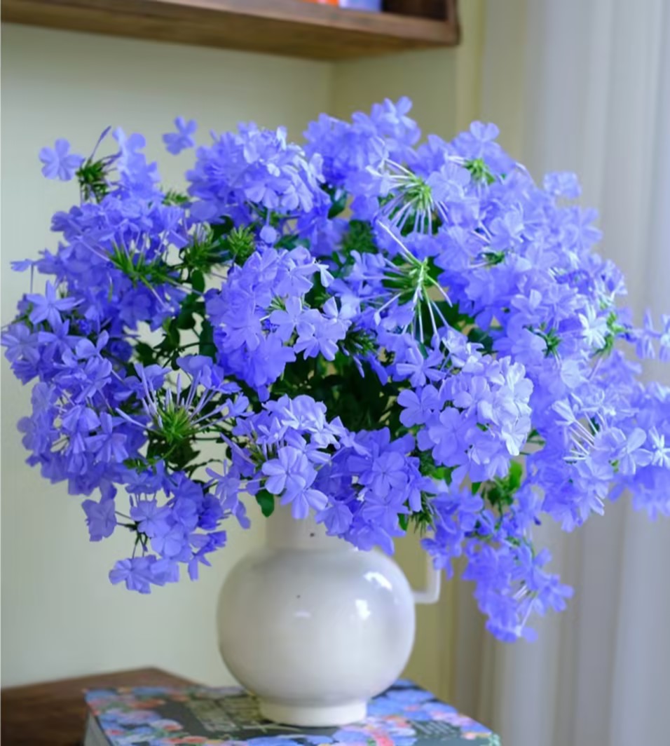 Blue Snowflake Seeds Sky Flower