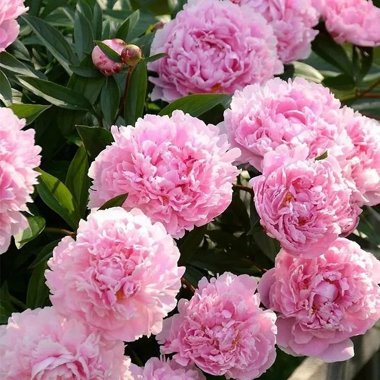 🔥LAST DAY 45% OFF🌺THE QUEEN OF FLOWERS—DOUBLE PETALED PIANI