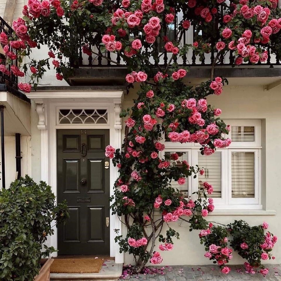 Spring Promotion 49% OFF - 🌱Climbing Rose Seeds