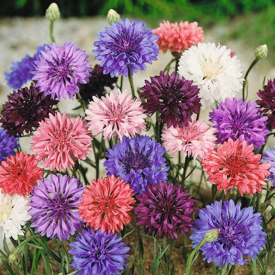 Cornflower Mixed Seeds